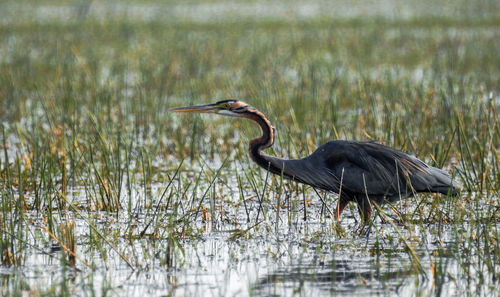 High angle view of gray heron on grass