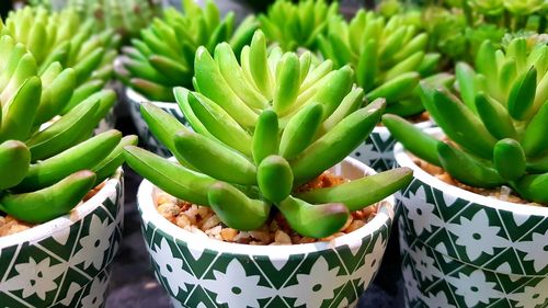 Plant potted cactus
