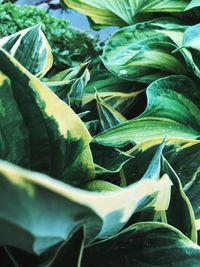 Close-up of fresh green leaves