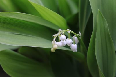 Close-up of white flowering plant