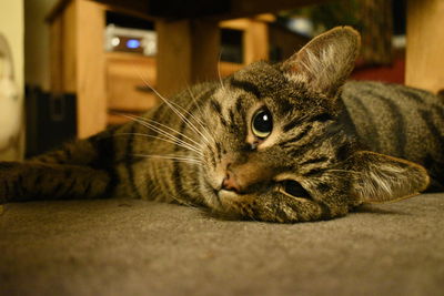 Close-up of cat relaxing at home