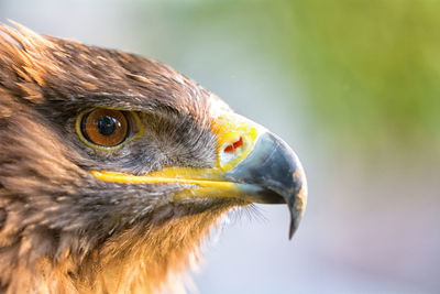 Close-up of eagle