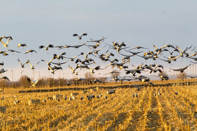 Flock of birds on field against sky