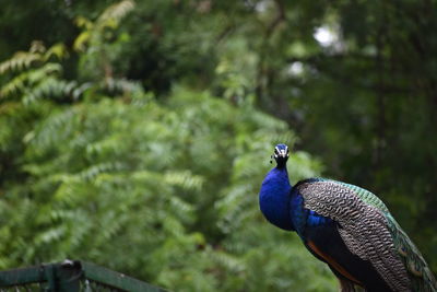 Close-up of peacock