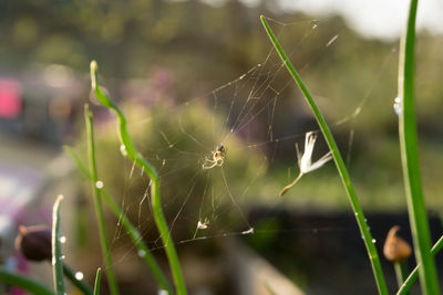 Close-up of spider on web