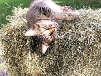 High angle view of dog in grass