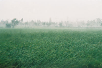 Scenic view of grassy field against sky