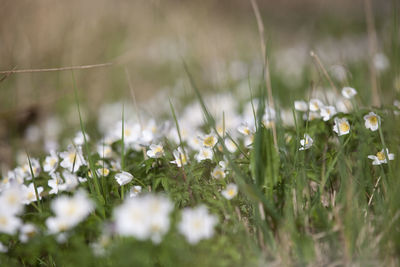 Flowers in meadow