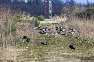 Flock of birds in the field