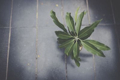 High angle view of plant on tiled floor