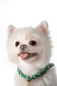 Close-up of a dog over white background