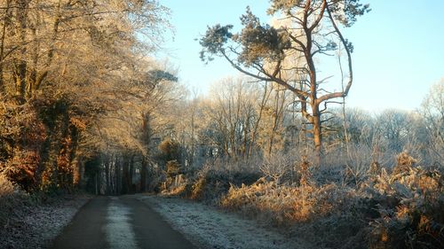 Road amidst bare trees in forest during autumn