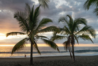 Palm trees on beach against sky