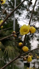 Close-up of yellow flower growing on tree