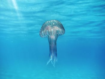 Jellyfish undersea