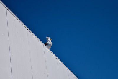 Low angle view of seagull perching on retaining wall against clear blue sky