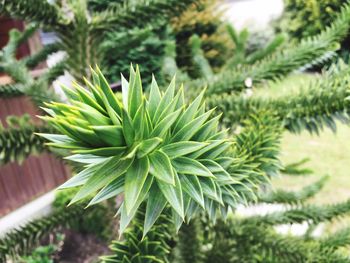 Close-up of fresh green plant