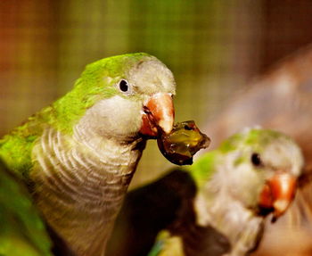 Close-up of birds eating