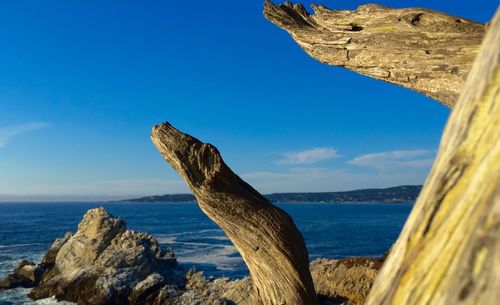 Driftwood at beach against blue sky