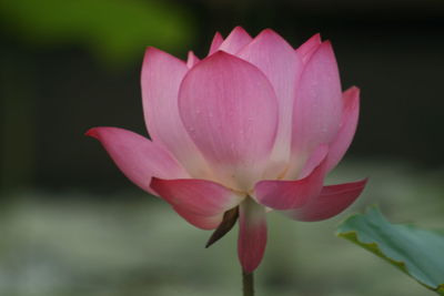 Close-up of pink lotus