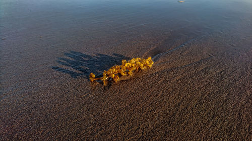 High angle view of yellow flower on beach