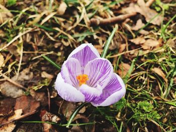 High angle view of crocus blooming on field