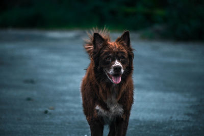 Portrait of dog running