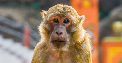 Close-up portrait of monkey