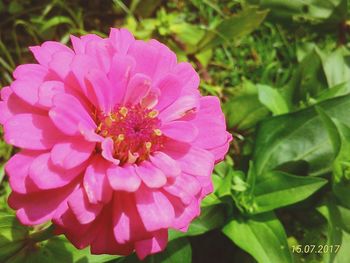 Close-up of pink flower blooming outdoors