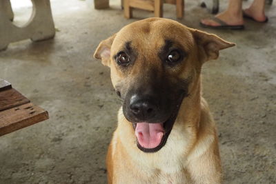 Close-up portrait of dog
