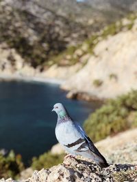 Close-up of seagull perching on rock