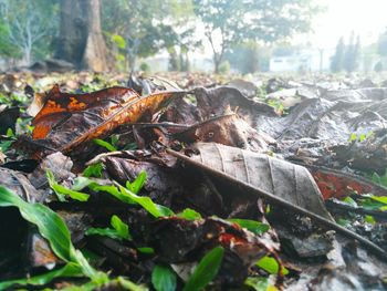 Close-up of leaves in forest