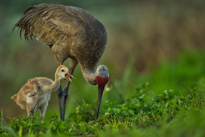 Close-up of bird on field