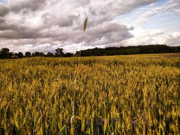 Scenic view of agricultural field against sky