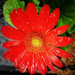 Close-up of wet red flower