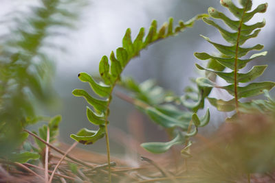 Close-up of plant