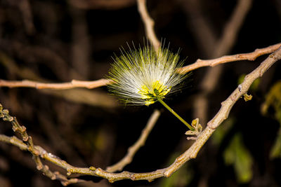 Close-up of dandelion flower