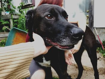 Close-up of black dog sitting outdoors