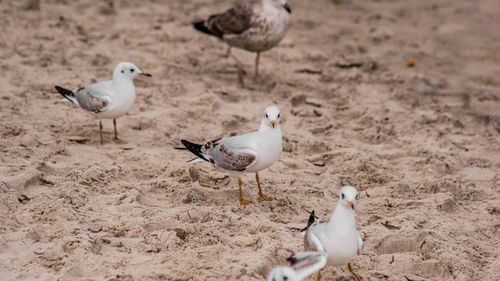 Flock of seagulls on beach