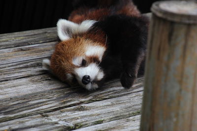 Close-up of cat lying on wood