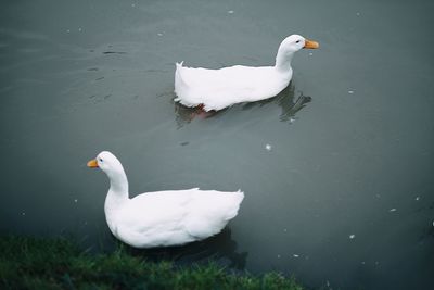 High angle view of swans swimming in lake