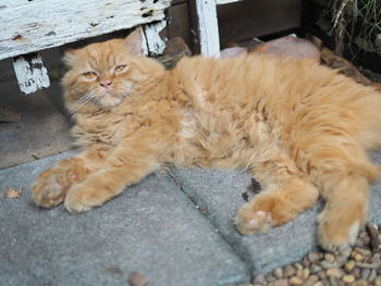 Portrait of cat lying down on floor