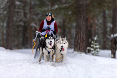 Man riding a dog in snow