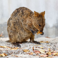 Side view of squirrel standing outdoors