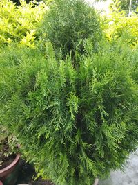 High angle view of fresh green plants