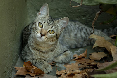 Portrait of a cat