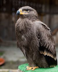 Close-up of eagle