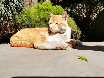 Close-up of cat sitting by plants