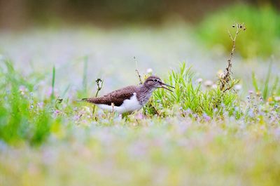 Side view of a bird on land