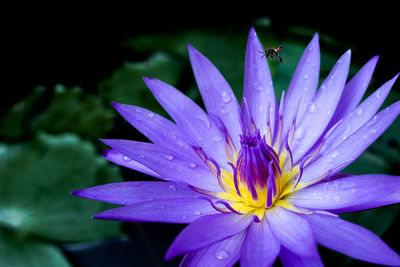 Close-up of bumblebee on flower blooming outdoors